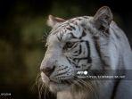 bengal.jpg
