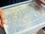 benih-lobster-mutiara_20170401_091650.jpg