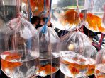 berburu-ikan-hias-di-pasar-ikan-hias-muara-kota-bandung_20210221_192835.jpg