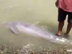 beredar-video-lumba-lumba-terdampar-di-pulau-penibung-warga-sebut-sudah-mati.jpg