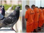 beri-makan-burung-merpati-dengan-ganja-agar-menang-lomba.jpg