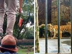 beri-makan-harimau_20170308_131441.jpg