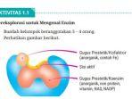 berikut-ini-kunci-jawaban-mata-pelajaran-biologi-kelas-12-sekolah-menengah-atas-sma-halaman-5.jpg