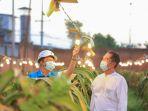 berkat-electrifying-agriculture-pln-omzet-petani-buah-naga-naik-hingga-3-kali-lipat.jpg