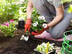 berkebun-di-halaman-rumah.jpg