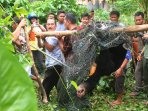 beruang-madu-lepas-berhasil-ditangkap-oleh-polhut_20150218_123758.jpg