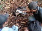 beruang-madu-mati-terkena-jeratan.jpg
