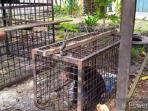 beruang-madu_20160601_163611.jpg