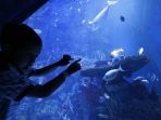 berwisata-ke-jakarta-aquarium_20181127_224724.jpg