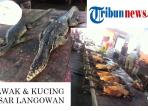 biawak-dan-kucing-di-pasar-langowan-minahasa_20150926_134719.jpg