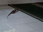 biawak-di-ancol.jpg