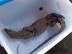 biawak-di-palmerah.jpg