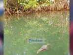 biawak-ditemukan-mati-di-sungai-kawal-bintan.jpg