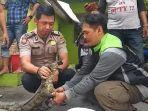 biawak-muncul-di-polsek-jatinegara.jpg