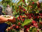 Kopi Indonesia Berkibar di Amsterdam Coffee Festival 2025