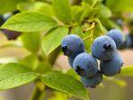 bilberry-335.jpg