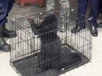 binturong-nyasar-di-padang.jpg