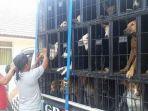 bisnis-anjing-pemburu-di-sumedang-bisa-beromzet-miliaran-kini-ada-puluhan.jpg