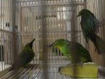 bkp-surabaya-amankan-hasil-selundupan-burung-cucak-hijau_20151111_220910.jpg