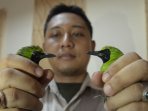 bkp-surabaya-amankan-hasil-selundupan-burung-cucak-hijau_20151111_220956.jpg
