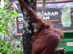 Berhasil Lepasliarkan 3 Individu Orangutan, BKSDA Kaltim Akan Pantau dengan Sistem Patroli Berkala