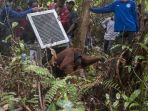 bksda-ketapang-translokasi-orangutan_20180416_100606.jpg