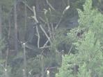 black-hawk_20150903_135323.jpg