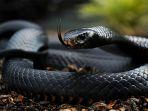 black-mamba.jpg