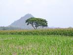 blitar-panen-40800-ton-jagung-awal-desember_20151109_160953.jpg