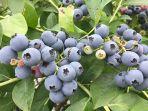blueberry-dari-taman-pertanian-asami-di-nerimaku-tokyo.jpg