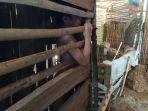 bocah-12-tahun-dikurung-di-bekas-kandang-ayam-tanpa-busana.jpg