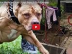 bocah-8-tahun-meninggal-dunia-digigit-anjing-pitbull-di-malang-begini-kronologinya_20170807_131456.jpg