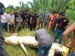 bocah-dalam-perut-buaya.jpg
