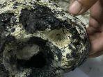 bongkahan-ambergris2.jpg