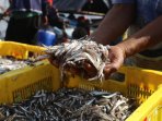 bongkar-muat-ikan-teri_20160424_005353.jpg