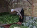 bripka-wahyu-muliawan-melaksanakan-salat-di-antara-sayur-sayuran-polisi-sayur_20170203_140038.jpg