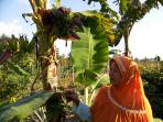 bu-as-dengan-pisang-miliknya-yang-bertandan-enam_20160312_101204.jpg