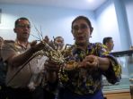 bu-susi-tunjukkan-benih-lobster-yang-gagal-diselundupkan_20190715_224129.jpg