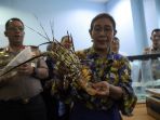 bu-susi-tunjukkan-benih-lobster-yang-gagal-diselundupkan_20190715_224254.jpg
