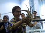 bu-susi-tunjukkan-benih-lobster-yang-gagal-diselundupkan_20190715_224411.jpg