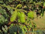 buah-caesalpinia-crista_20160106_170931.jpg
