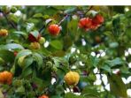 buah-dewandaru_20170609_214128.jpg
