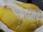 buah-durian-putu-kembang-yang-menjadi-juara-kontes-durian-di-pekalongan-1.jpg