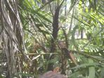 buah-jernang-milik-warga-di-desa-timpleung_20180319_110435.jpg