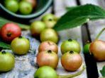 buah-kersen-atau-talok.jpg