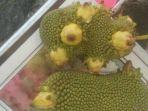 buah-langka-kapuas.jpg