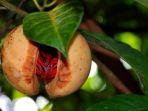 buah-pala.jpg