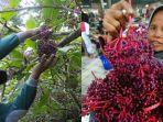 buah-parijoto.jpg