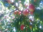 buah-peach_20160119_160134.jpg