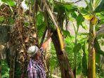 buah-pisang111111.jpg